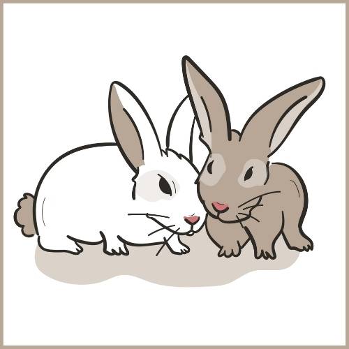 Rammeln ist bei Kaninchen häufig ein Zeichen von Dominanz.