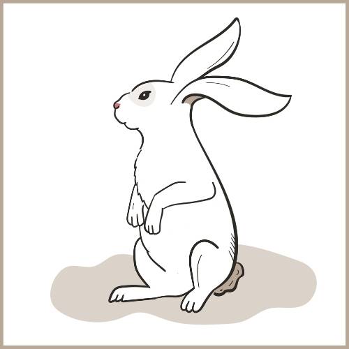 Wenn sich dein Kaninchen auf die Hinterläufe setzt, dann bettelt es.