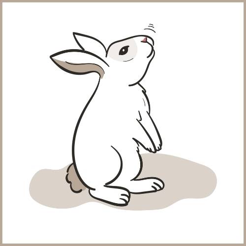 Wenn sich dein Kaninchen auf die Hinterläufe stellt, dann ist es neugierig. Durch sein Verhalten will es mehr von seiner Umgebung sehen