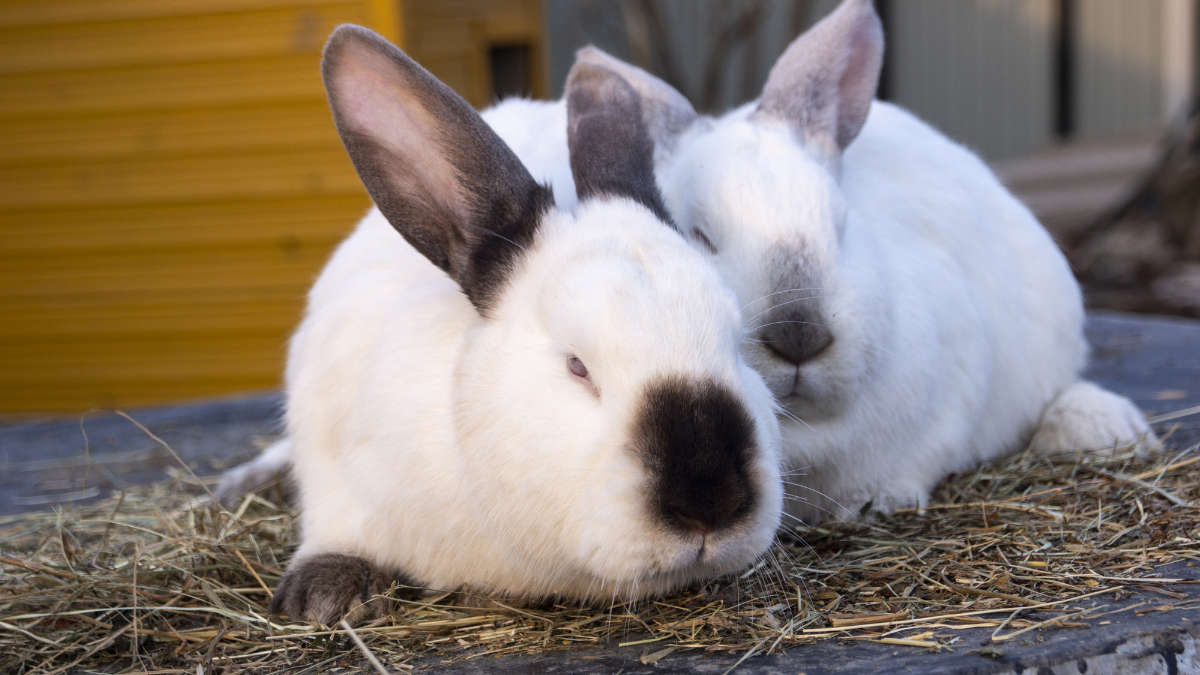 Kaninchen stubenrein bekommen - Titelbild