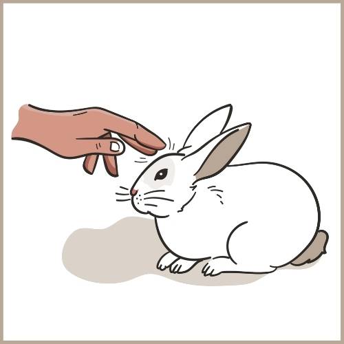 Wenn Kaninchen dich anstupsen, dann wollen sie deine Aufmerksamkeit