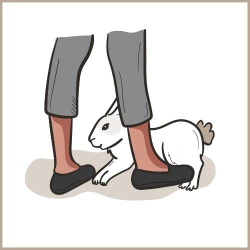 Wenn dich dein Kaninchen verfolgt und um deine Beine kreist, dann will es häufig mehr Aufmerksamkeit 