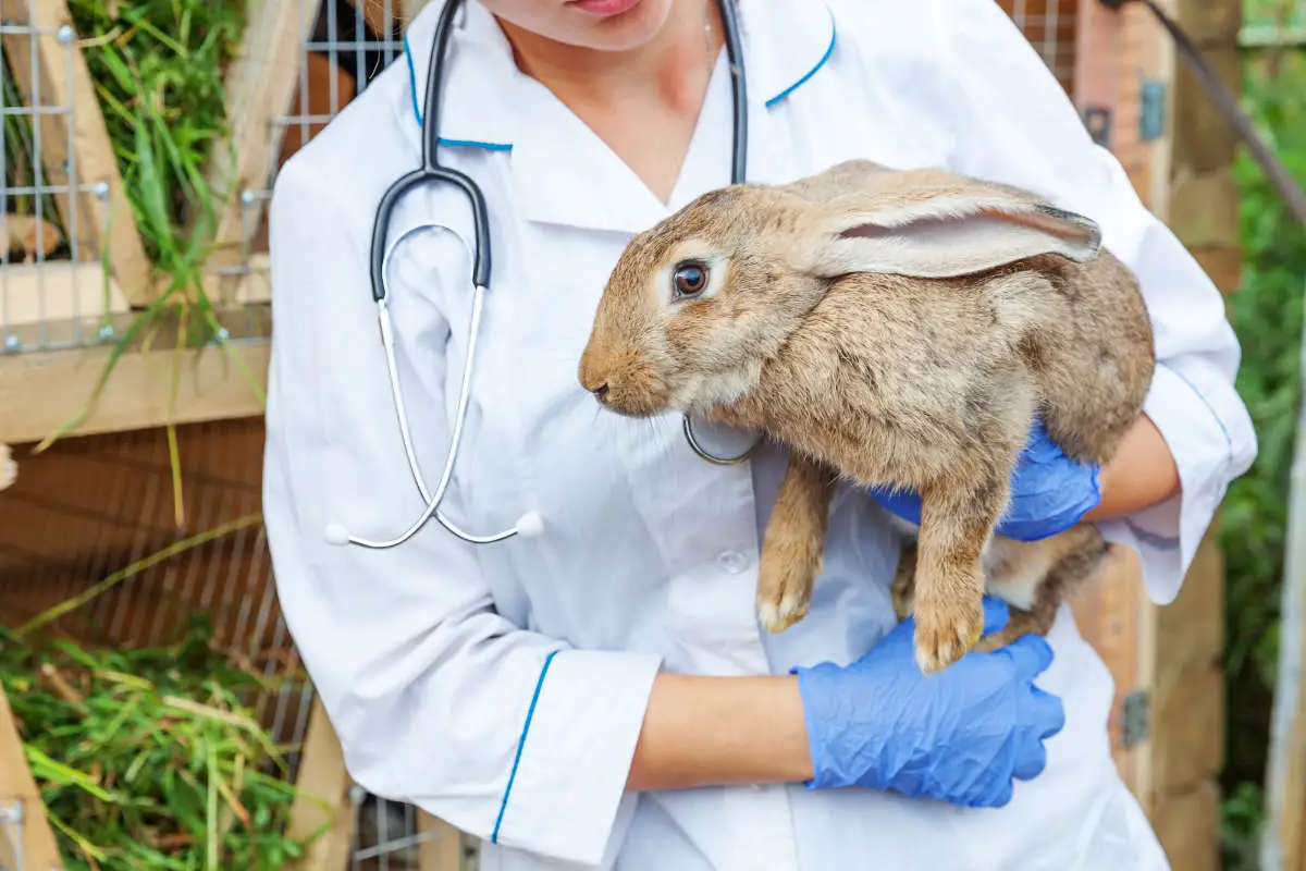 Leidet dein Kaninchen unter Würmern ist sofort ein Tierarzt zu verständigen