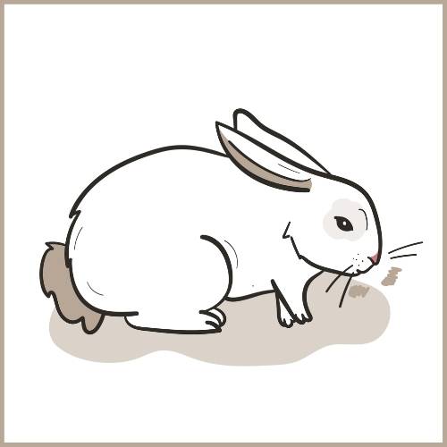Was bedeutet es, wenn Kaninchen mit den Zähnen knirschen? Zufriedenheit oder Krankheit.