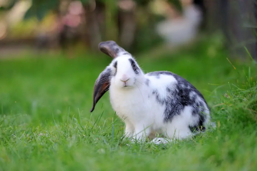 Kaninchen Atmet Sehr Schnell Und Legt Sich Hin