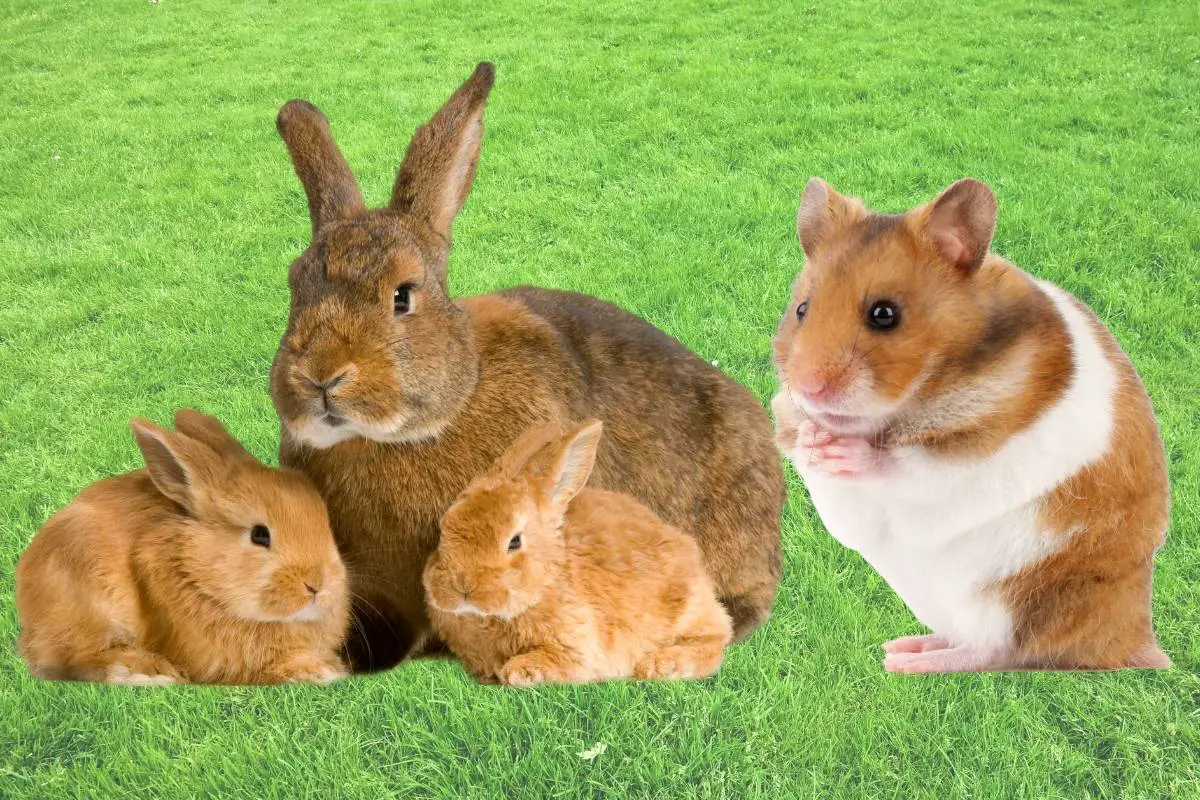 Kaninchen Hamster Zusammenleben Titelbild