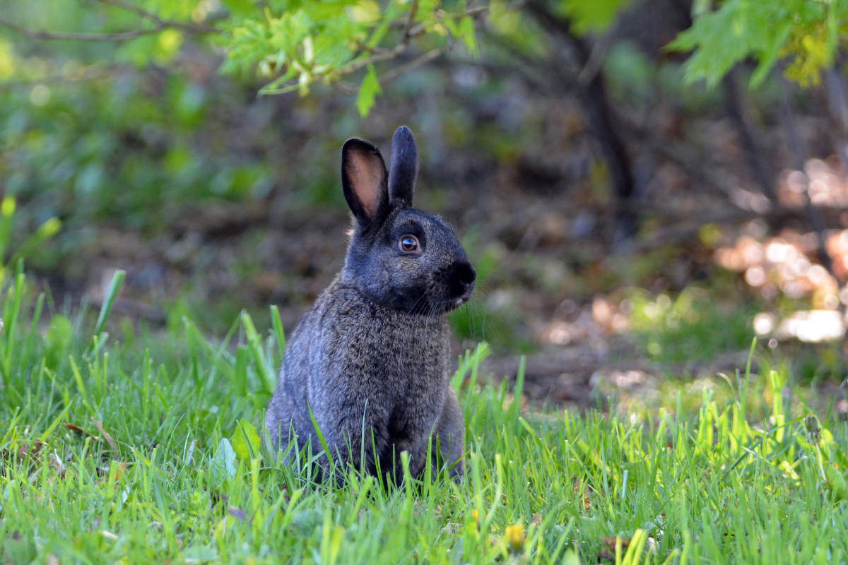 Kaninchen auf einer grünen Wiese im Freulauf