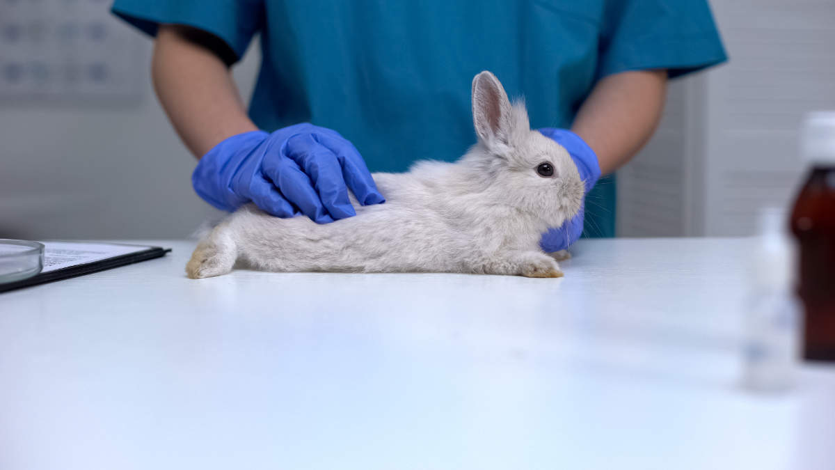 Kaninchen impfen bei einem Tierarzt - Titelbild