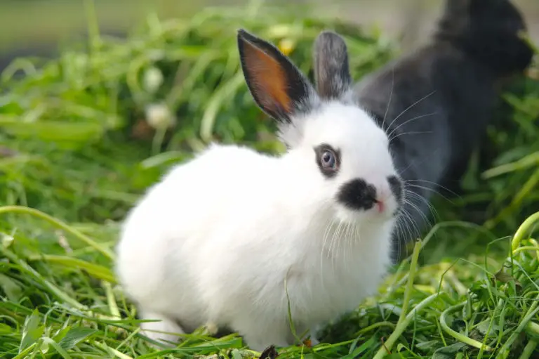 Kaninchen Jungtiere verge