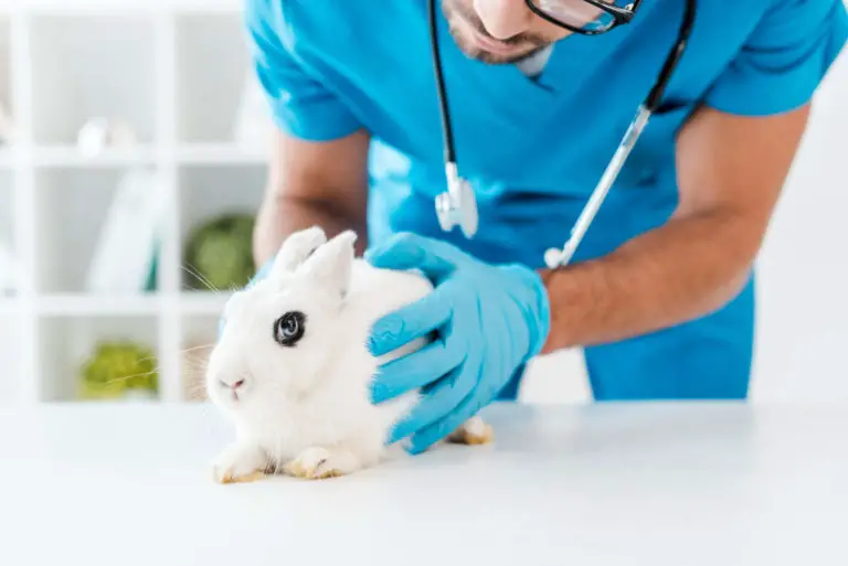 Kaninchen beim Tierarzt, das gerade kastriert wird