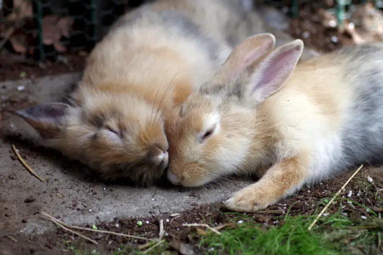 Kaninchen liegt auf der Seite, anderer Hase liegt schlafend daneben