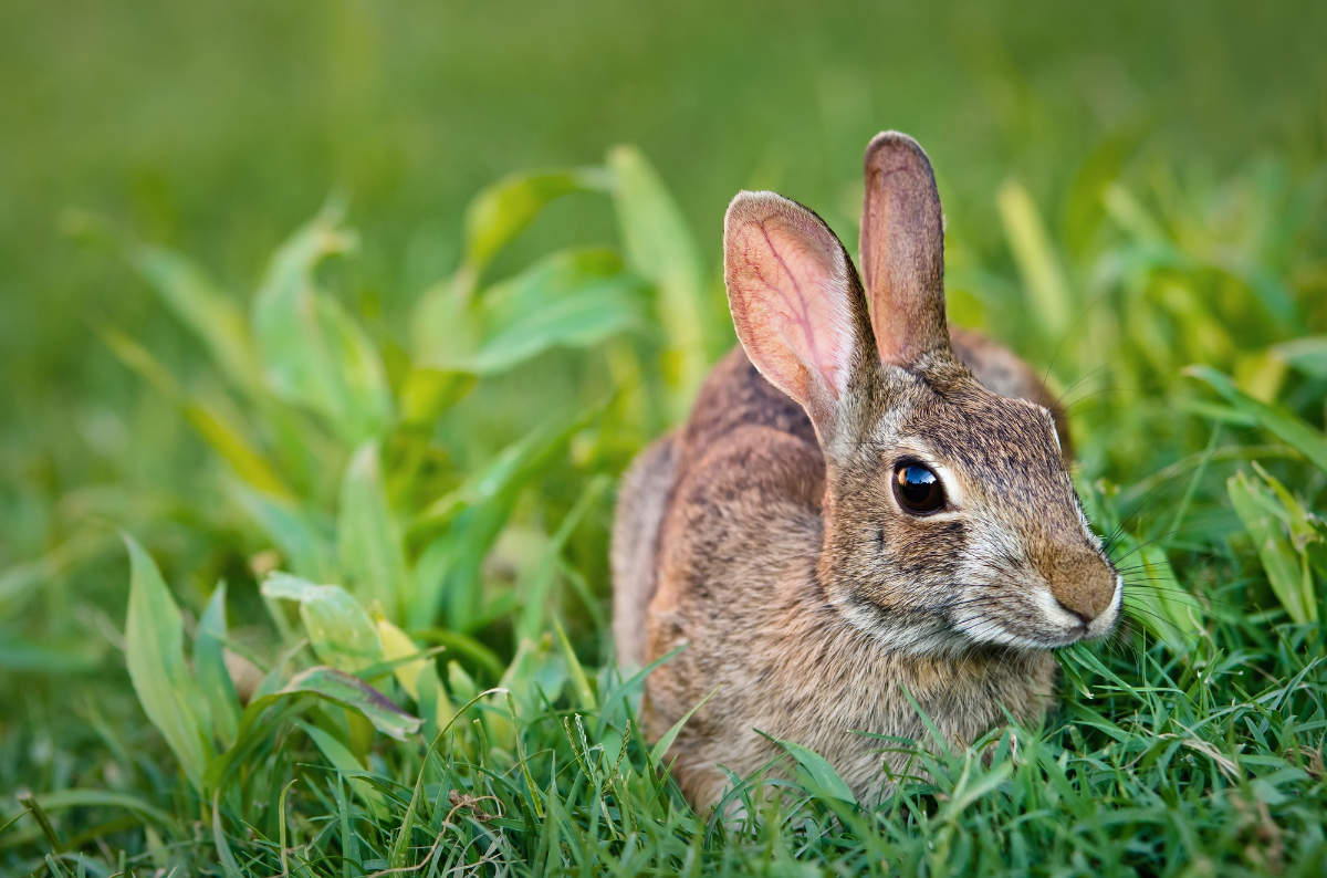 Magenüberladung bei Kaninchen - Titelbild