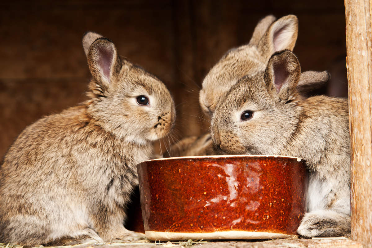 Mehrere Kaninchen vor einem Futternapf