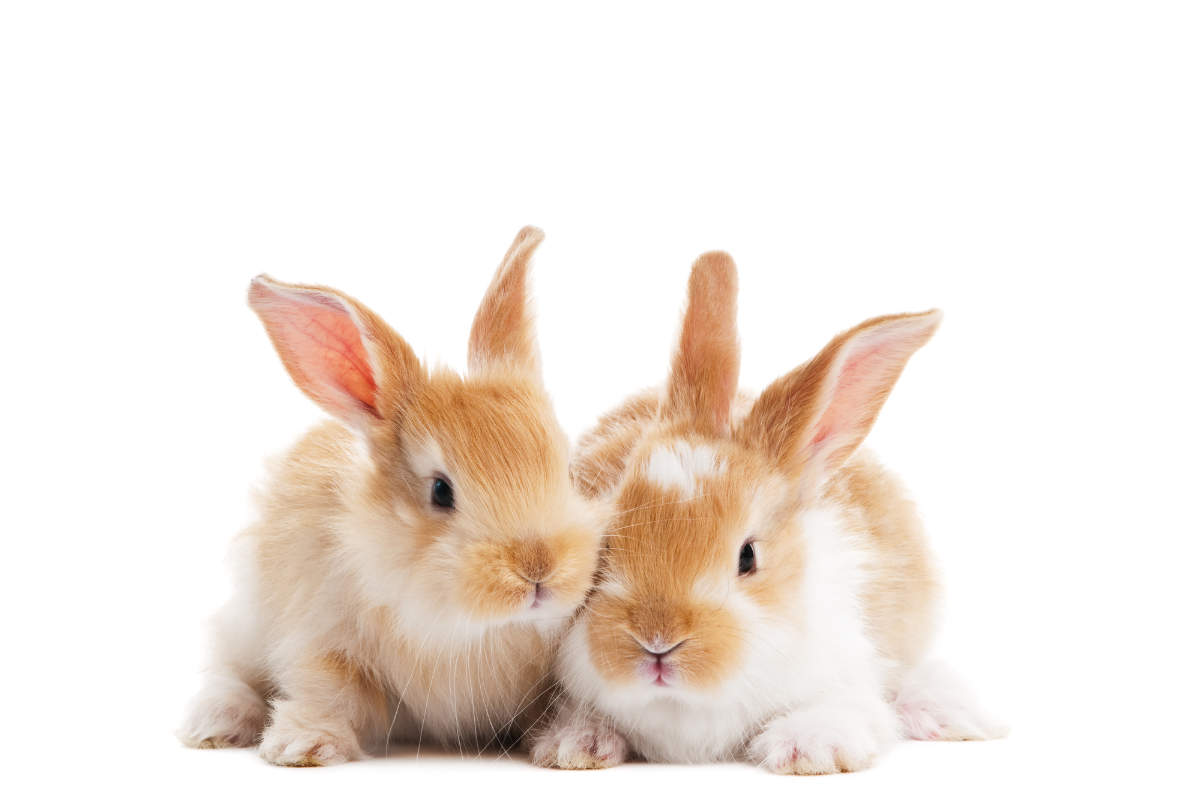Kaninchen Pubertät - Titelbild