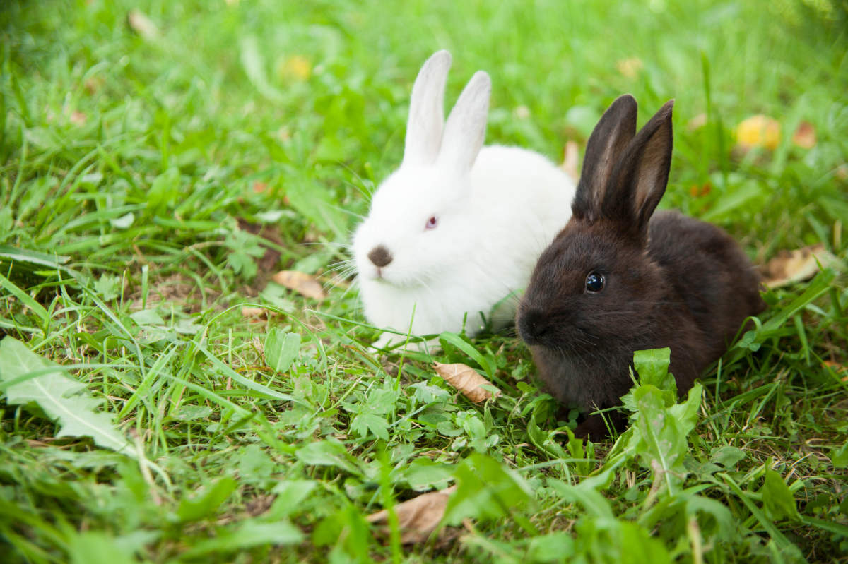 Kaninchen Vergesellschaften Titelbild