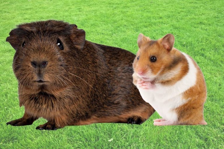 Meerschweinchen und Hamster zusammenhalten Titelbild