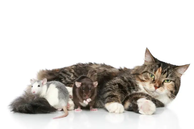Können Rennmäuse und Katzen zusammen leben - Titelbild