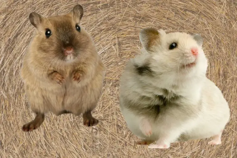 Rennmaus oder Hamster: Welches ist das bessere Haustier