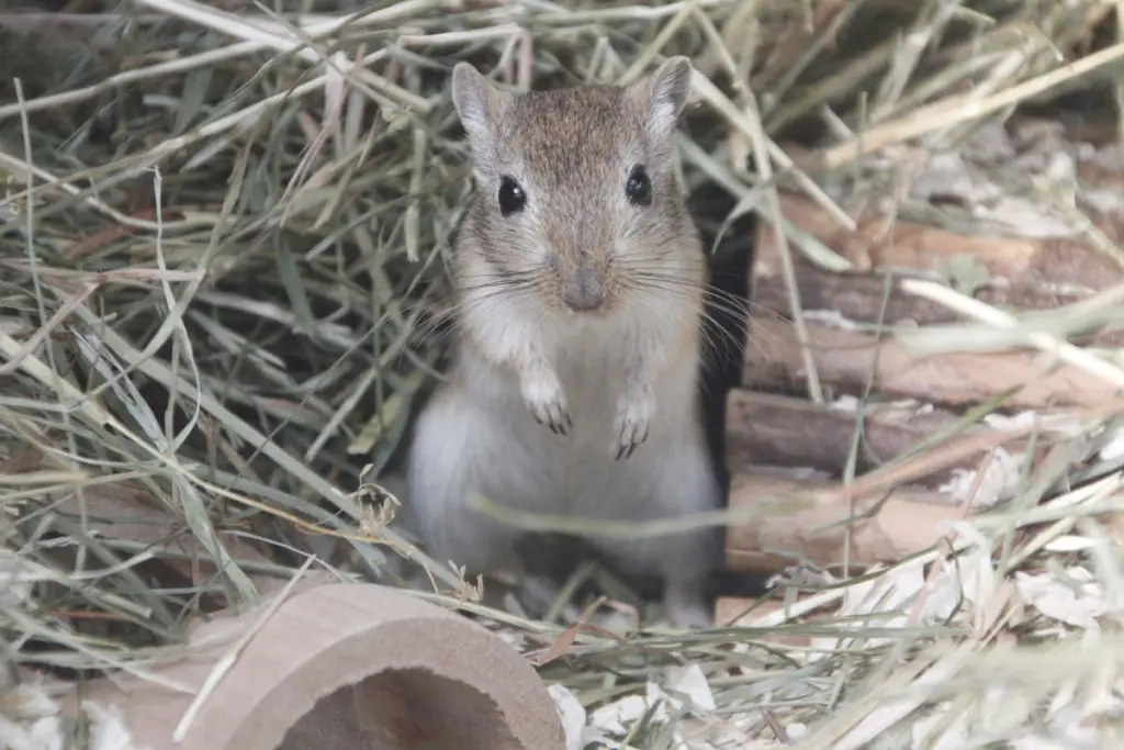 Wichtiges Know-How für Rennmaus-Besitzer