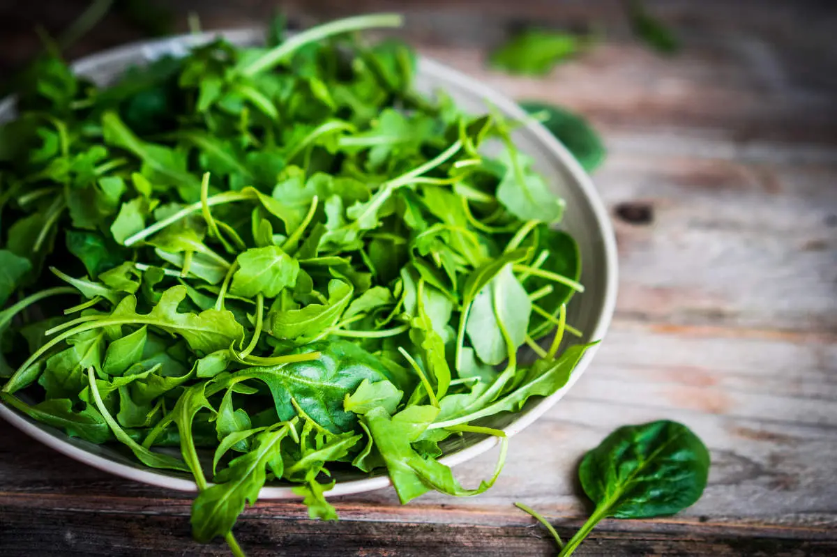 Dürfen Rennmäuse Rucola fressen - Titelbild