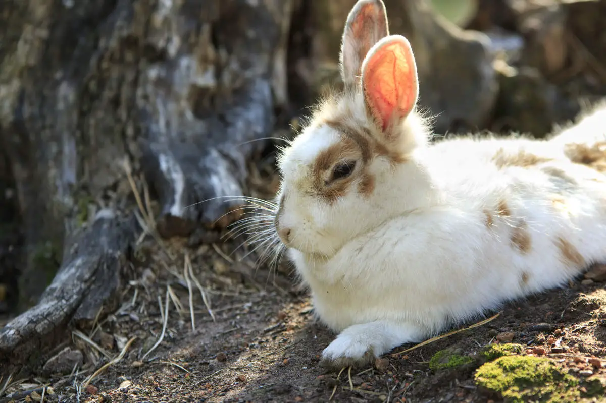 Übergewicht bei Kaninchen erkennen und behandeln