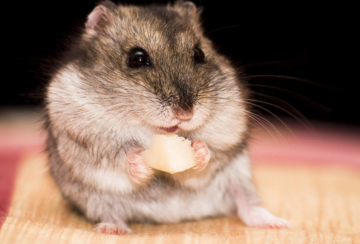 Wie lange kann ein Hamster ohne Essen und Trinken überleben - Titelbild