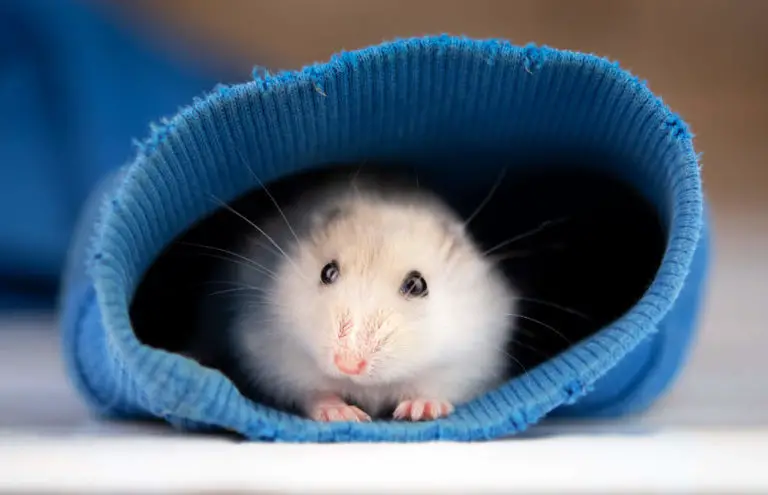 Wenn ein Hamster stirbt, gibt es dafür 6 typische Anzeichen die du kennen solltest