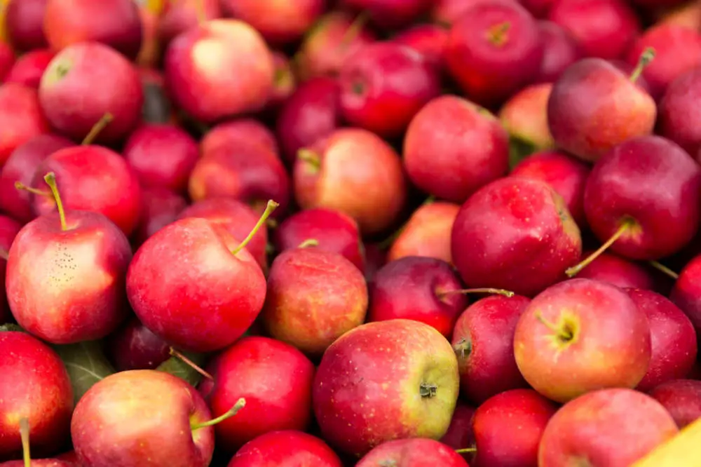 Dürfen Kaninchen Äpfel essen