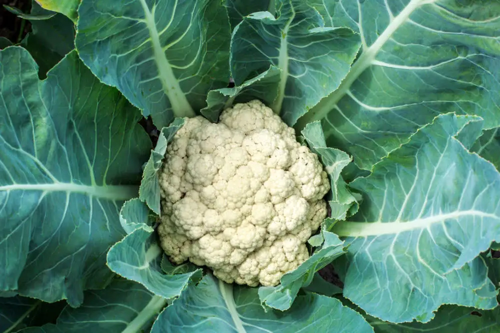 Blumenkohl auf dem Speiseplan von Kaninchen