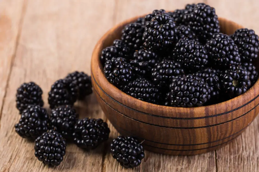 Dürfen Kaninchen Brombeeren essen