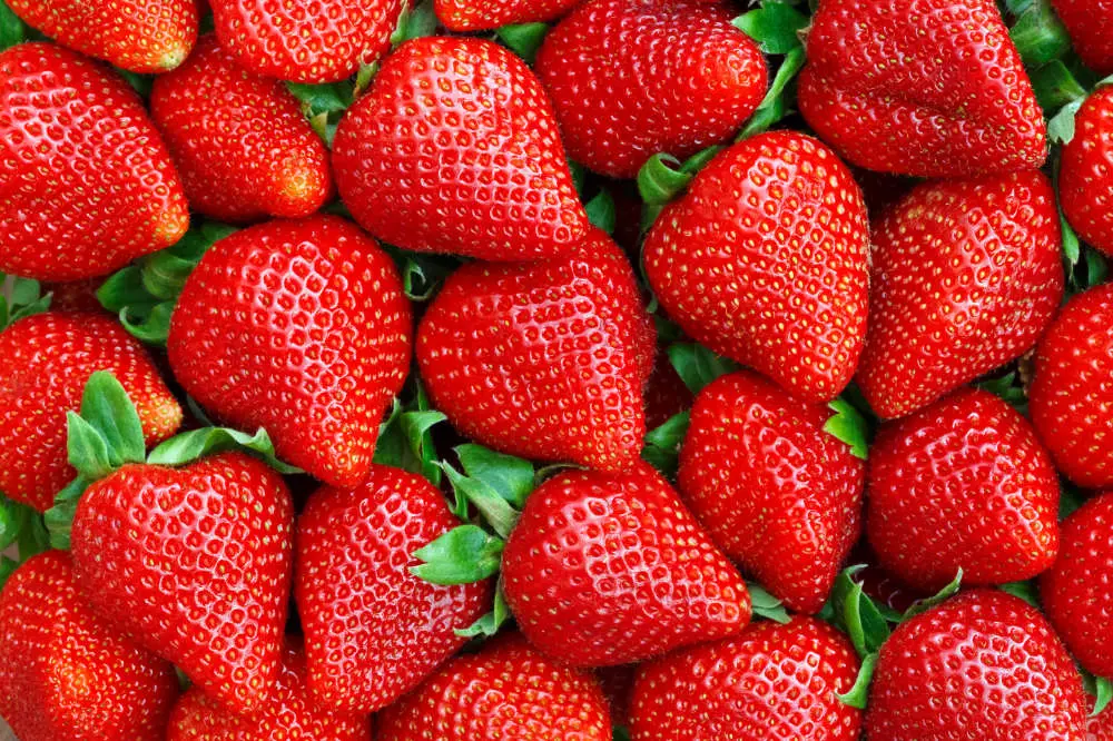 Dürfen Kaninchen Erdbeeren essen