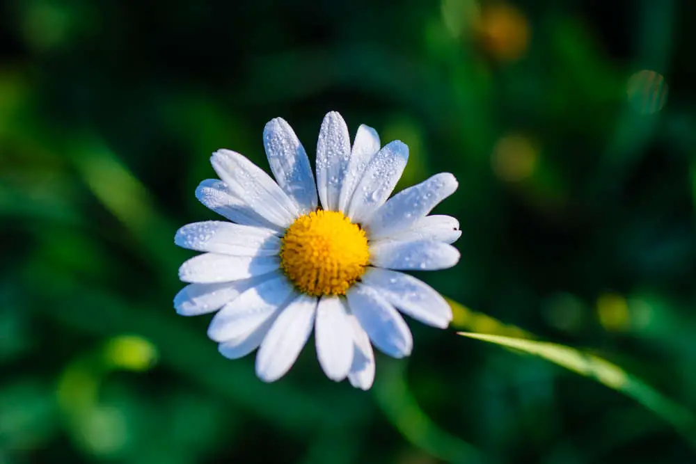 Dürfen Kaninchen Gänseblümchen essen