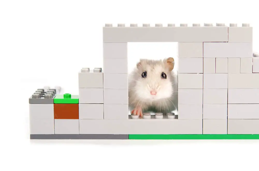 Hamsterspielzeug lässt sich selber machen