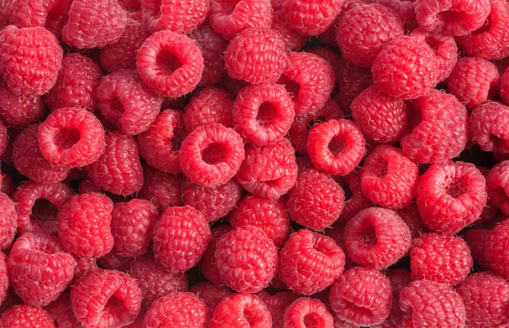 Dürfen Kaninchen Himbeeren essen