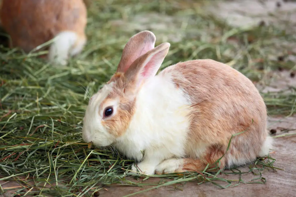 Holländer-Kaninchen sind eine sehr besondere Rasse