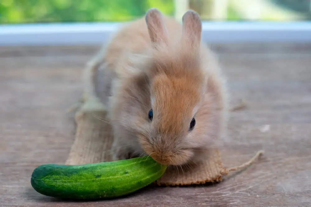 Ein kleines Kaninchen isst eine Gurke