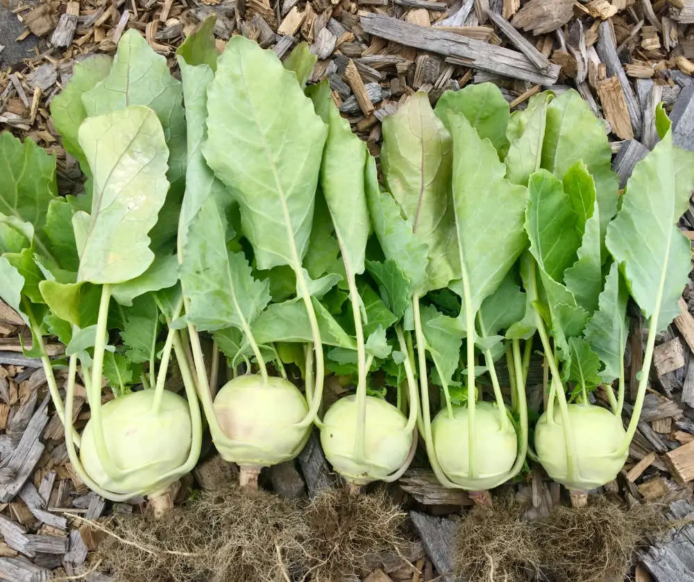 Kohlrabi sind eine leckere Delikatesse für Kaninchen