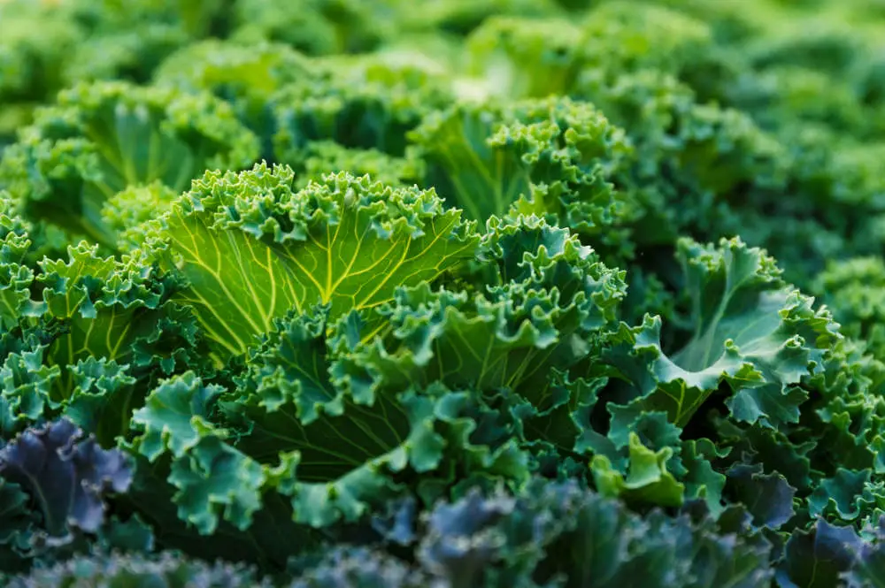 Salat für Kaninchen