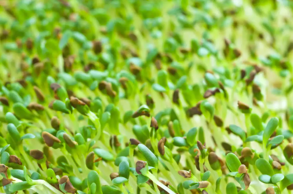 Dürfen Kaninchen Luzerne / Alfalfa-Sprossen essen