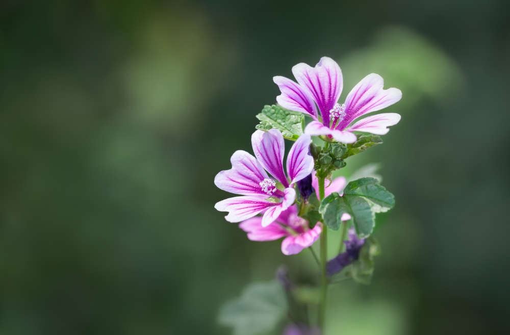 Dürfen Kaninchen Malve fressen