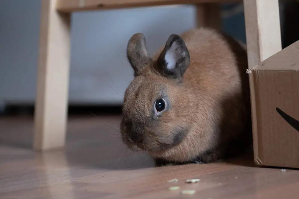 Marderkaninchen