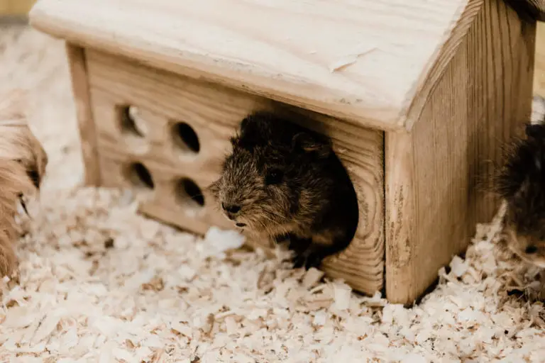 Mehrkammernhaus für Hamster