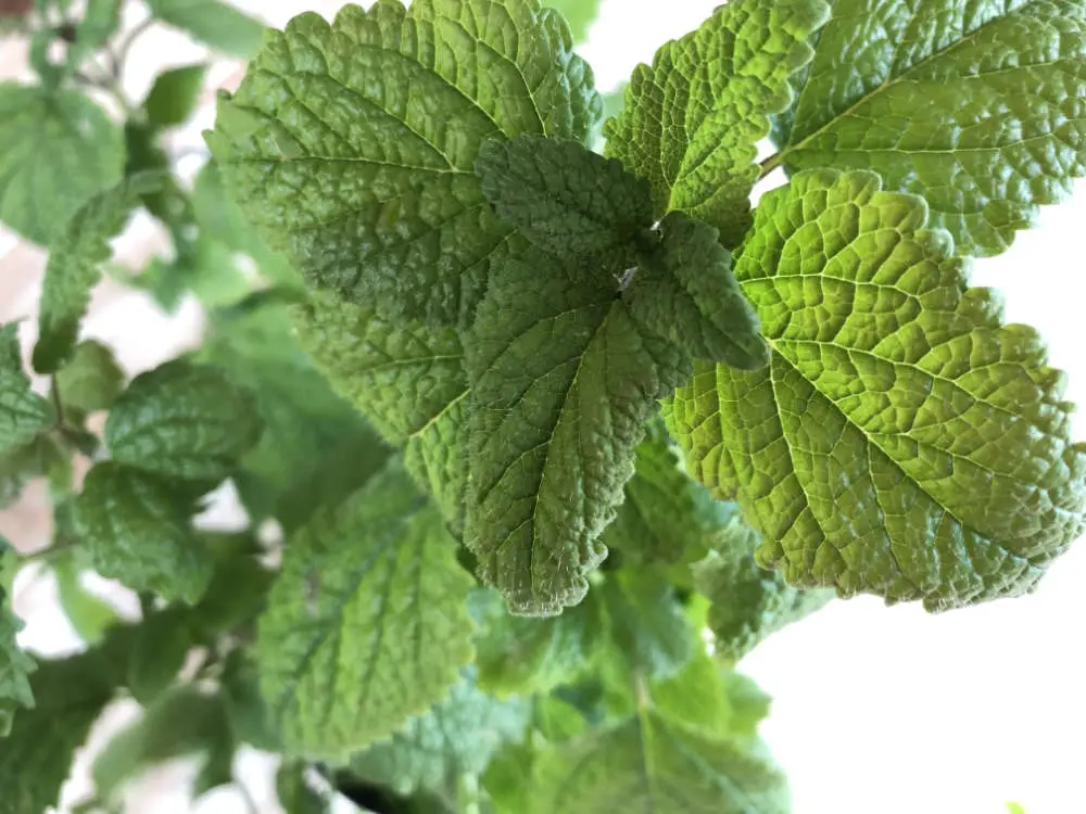 Dürfen Kaninchen Melisse essen