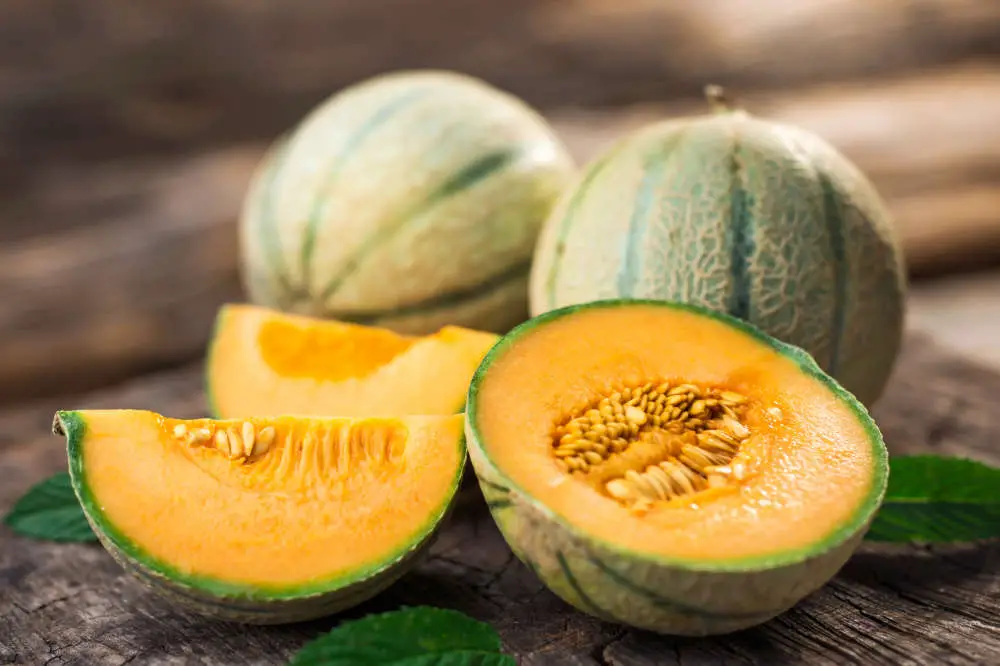 Dürfen Kaninchen Melone essen