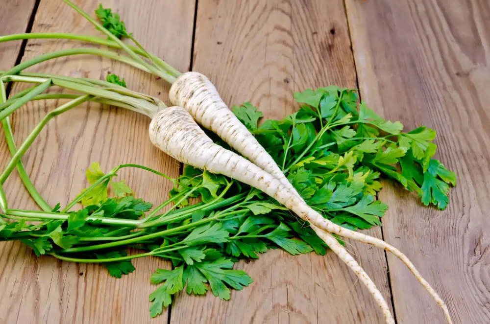 Dürfen Kaninchen Petersilienwurzel essen