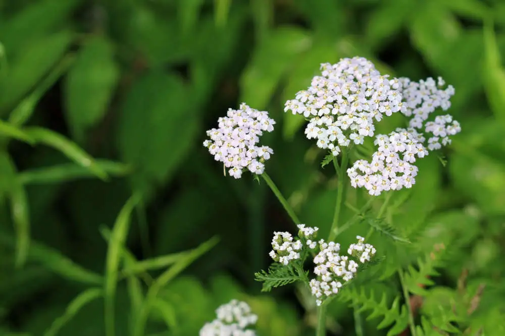 Dürfen Kaninchen Scharfgarbe fressen