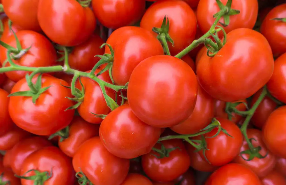 Dürfen Kaninchen Tomate essen