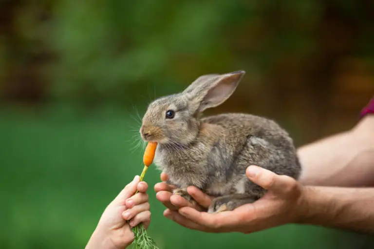 Kaninchen frisst eine Karotte - Futterliste