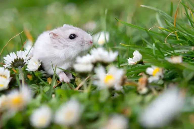 Kann man Hamster aussetzen? Titelbild