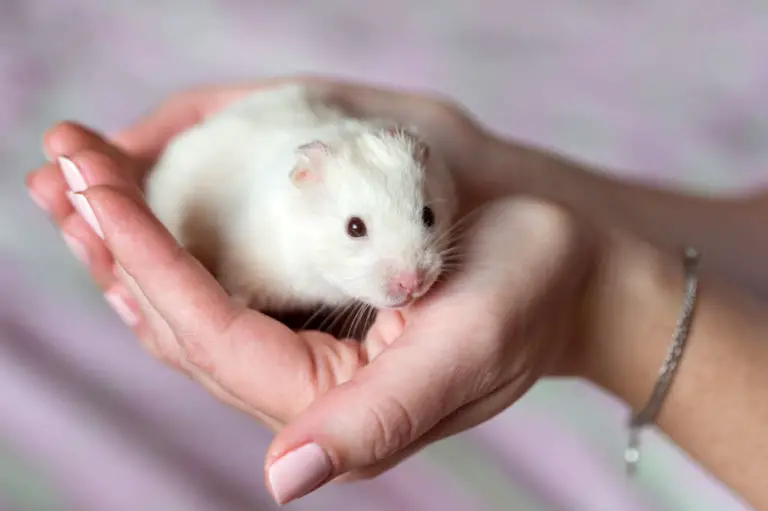 Was kostet ein Hamster in der Anschaffung und im Unterhalt